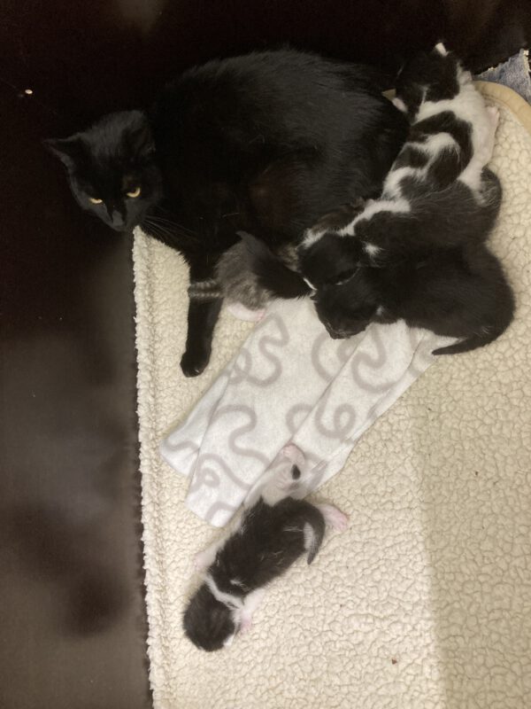 Tini mit 5 Katzenbabys geboren am 05.05.25 – Bild 5