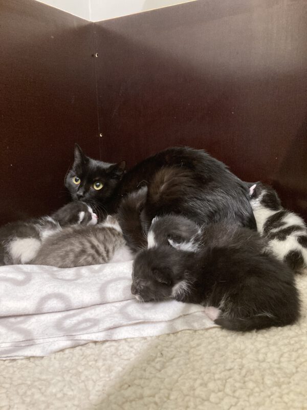 Tini mit 5 Katzenbabys geboren am 05.05.25