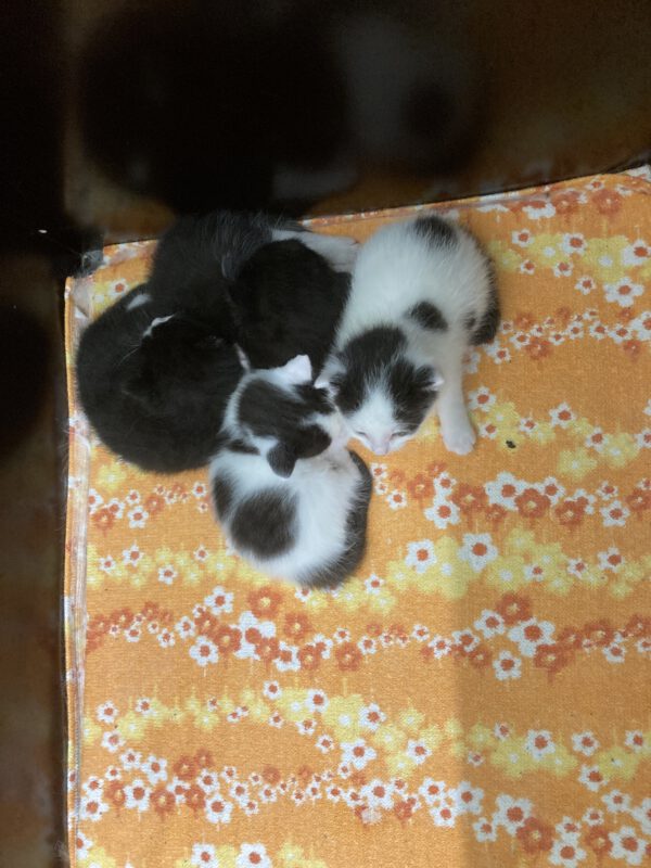 Janine mit 4 Katzenbabys geboren am 26.04.2025 – Bild 8