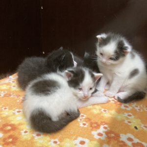 Janine mit 4 Katzenbabys geboren am 26.04.2025