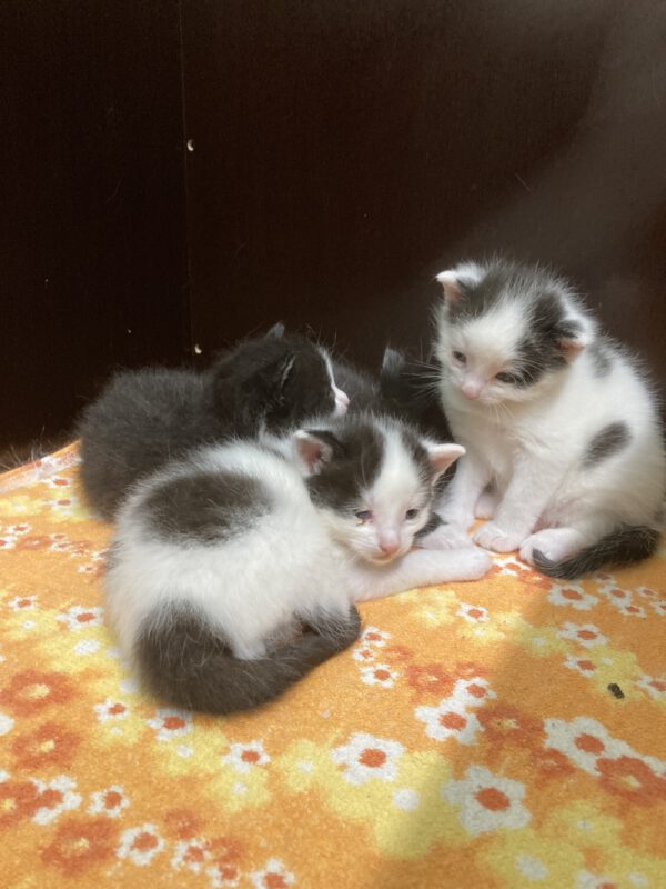 Janine mit 4 Katzenbabys geboren am 26.04.2025