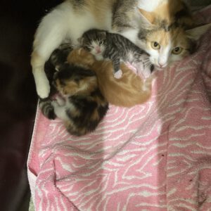 Theresa mit 4 Katzenbabys geboren am  04.05.2025