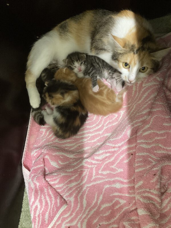 Theresa mit 4 Katzenbabys geboren am  04.05.2025