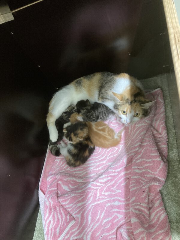 Theresa mit 4 Katzenbabys geboren am  04.05.2025 – Bild 5