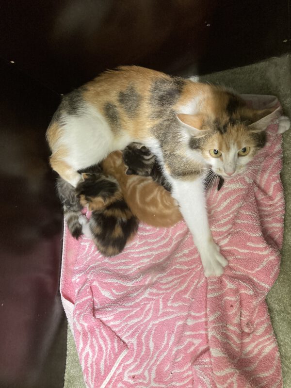 Theresa mit 4 Katzenbabys geboren am  04.05.2025 – Bild 4