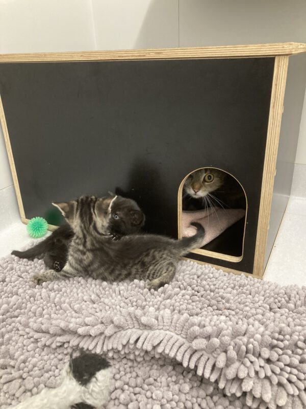 Tessa mit 2 Katzenbabys geboren am 17.04.2025 (reserviert) – Bild 6