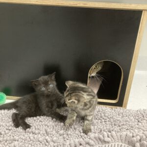 Tessa mit 2 Katzenbabys geboren am 17.04.2025 (reserviert)