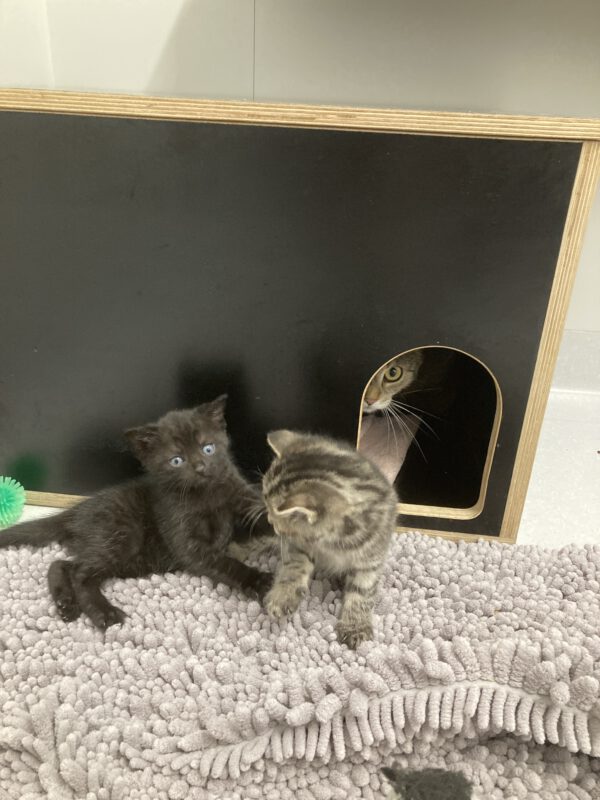 Tessa mit 2 Katzenbabys geboren am 17.04.2025 (reserviert)