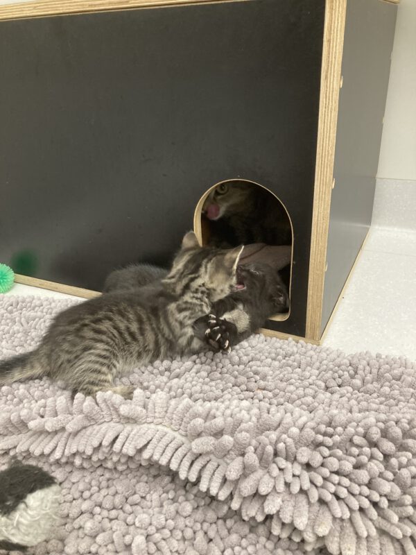 Tessa mit 2 Katzenbabys geboren am 17.04.2025 (reserviert) – Bild 5