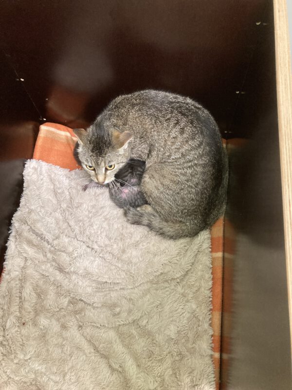 Mama Greta mit 5 Kitten geboren am 12.05.2025 – Bild 6