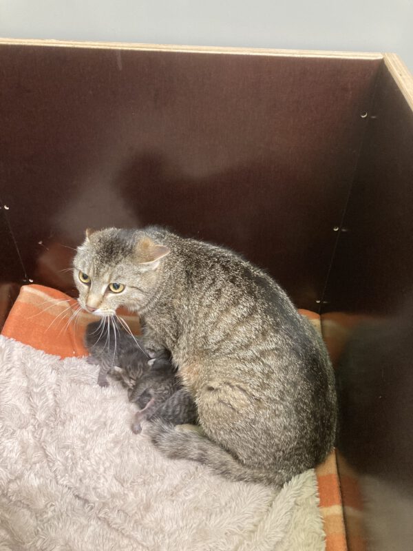 Mama Greta mit 5 Kitten geboren am 12.05.2025 – Bild 4