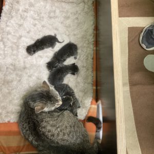 Mama Greta mit 5 Kitten geboren am 12.05.2025