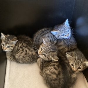 4 Kitten ( 2 weibliche, 2 männliche )
