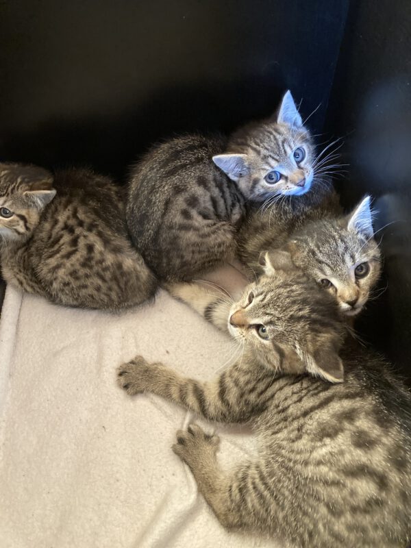 4 Kitten ( 2 weibliche, 2 männliche ) – Bild 3