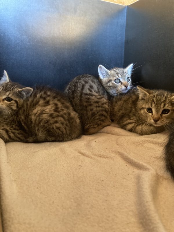 4 Kitten ( 2 weibliche, 2 männliche ) – Bild 2