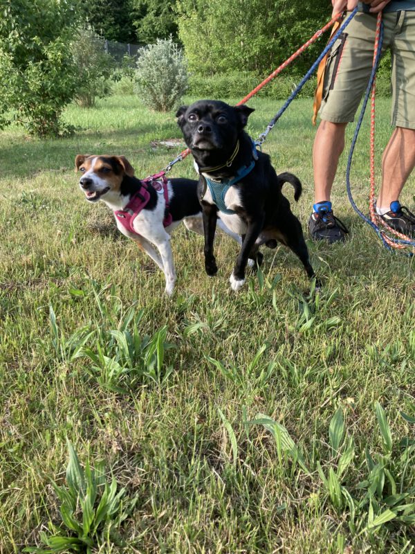 Archie ( schwarz ) und Lucie ( tricolor ) – Bild 5