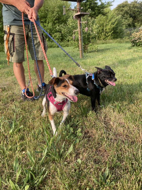 Archie ( schwarz ) und Lucie ( tricolor ) – Bild 4