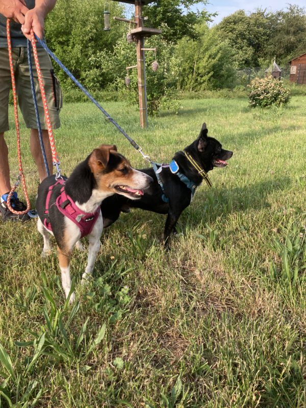 Archie ( schwarz ) und Lucie ( tricolor ) – Bild 2