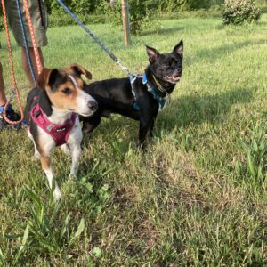 Archie ( schwarz ) und Lucie ( tricolor )