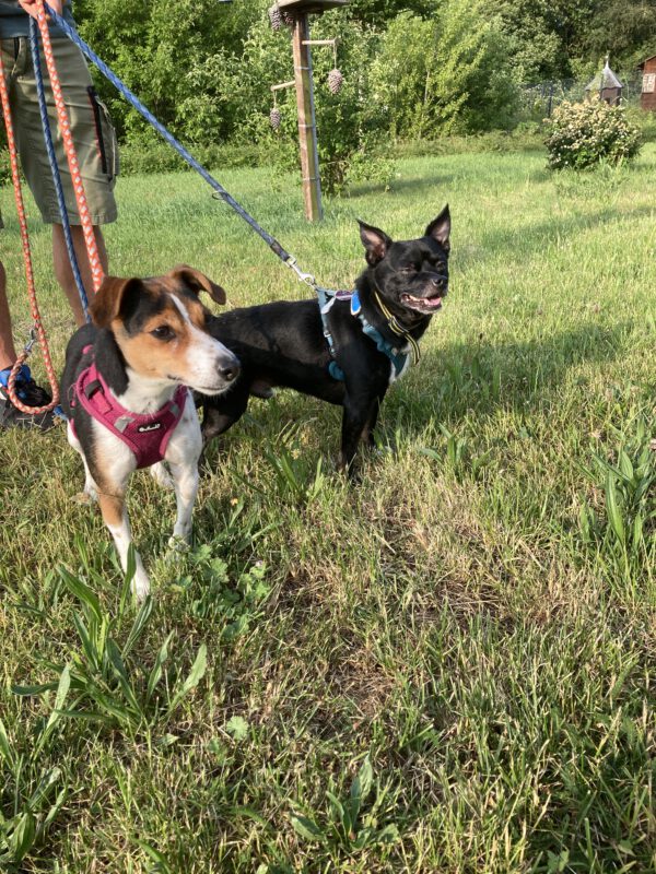 Archie ( schwarz ) und Lucie ( tricolor )