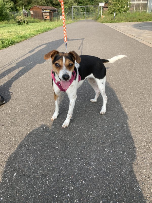 Archie ( schwarz ) und Lucie ( tricolor ) – Bild 7