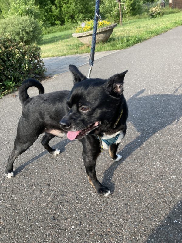 Archie ( schwarz ) und Lucie ( tricolor ) – Bild 6