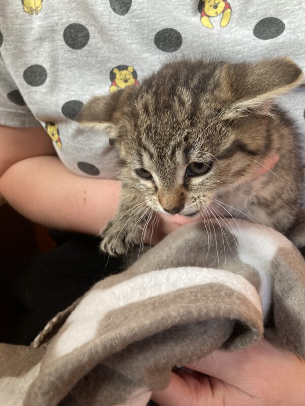4 Kitten ( 2 weibliche, 2 männliche ) – Bild 8