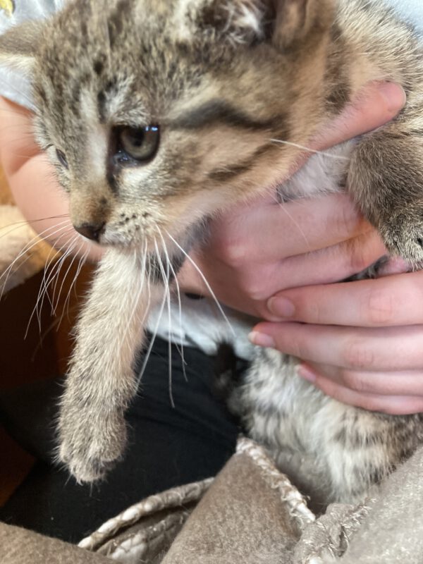 4 Kitten ( 2 weibliche, 2 männliche ) – Bild 7