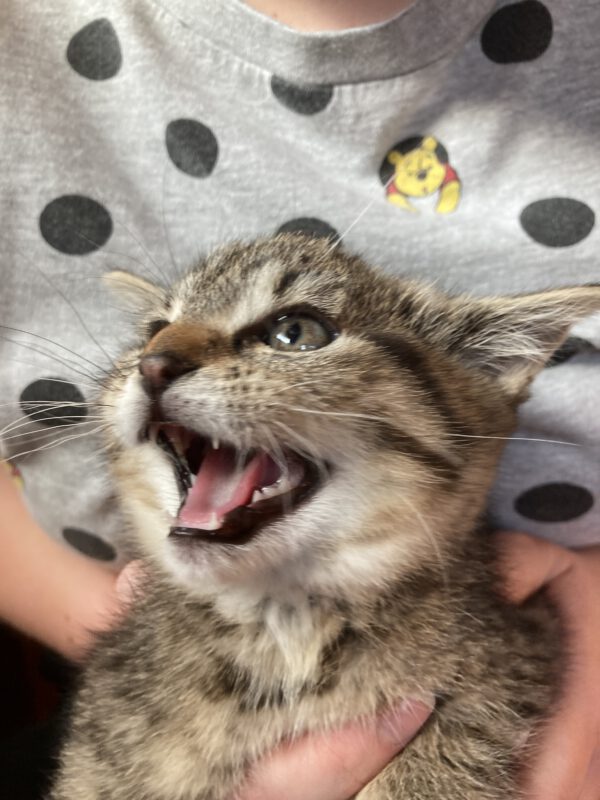 4 Kitten ( 2 weibliche, 2 männliche ) – Bild 6