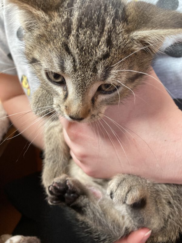 4 Kitten ( 2 weibliche, 2 männliche ) – Bild 5
