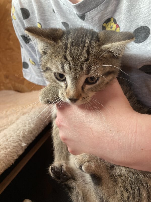 4 Kitten ( 2 weibliche, 2 männliche ) – Bild 4