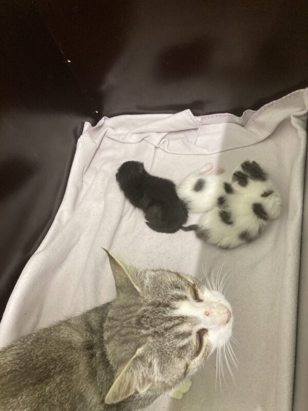 Katzenmama Selma und ihre 3 Kitten ( geboren 05.07.2025 ) – Bild 4