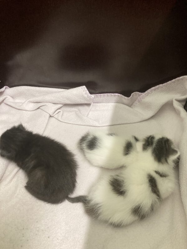 Katzenmama Selma und ihre 3 Kitten ( geboren 05.07.2025 ) – Bild 3