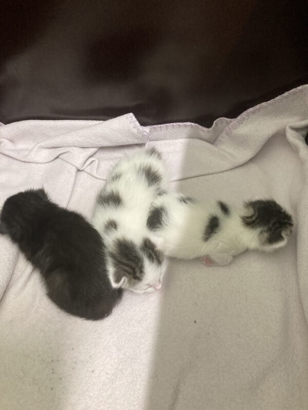 Katzenmama Selma und ihre 3 Kitten ( geboren 05.07.2025 ) – Bild 2