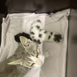 Katzenmama Selma und ihre 3 Kitten ( geboren 05.07.2025 )