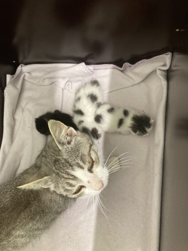Katzenmama Selma und ihre 3 Kitten ( geboren 05.07.2025 )