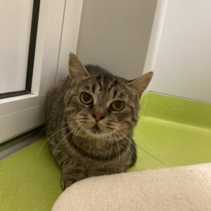 Lennard ( BKH Mix )