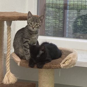 Malik und Maja ( geboren Mitte April )