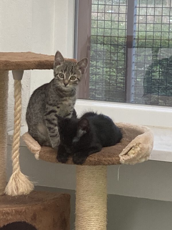 Malik und Maja ( geboren Mitte April )