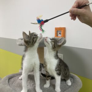 Max und Moritz