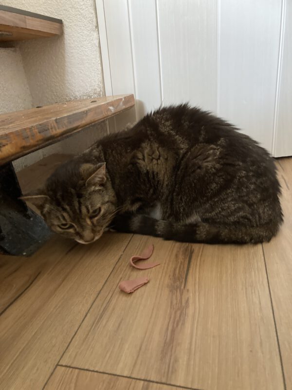 Lilly – Bild 2