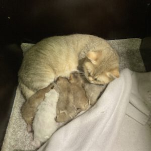 Mama Victoria und ihre 5 Kitten geb.am 31.07.2025 ( BKH )