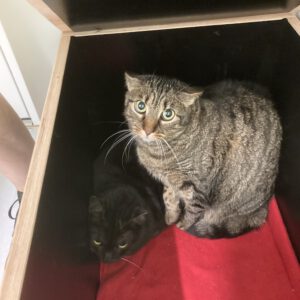 Susi und Molly