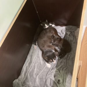 Katzenkinder Udo und Ulli