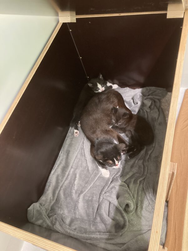 Katzenkinder Udo und Ulli