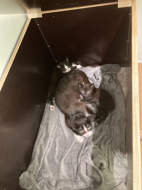 Katzenkinder Udo und Ulli – Bild 2