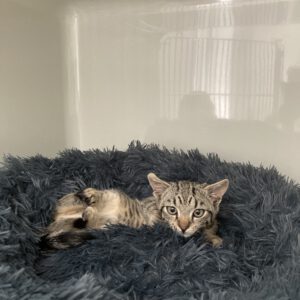 Katzenkinder Bernhardt und Bianca