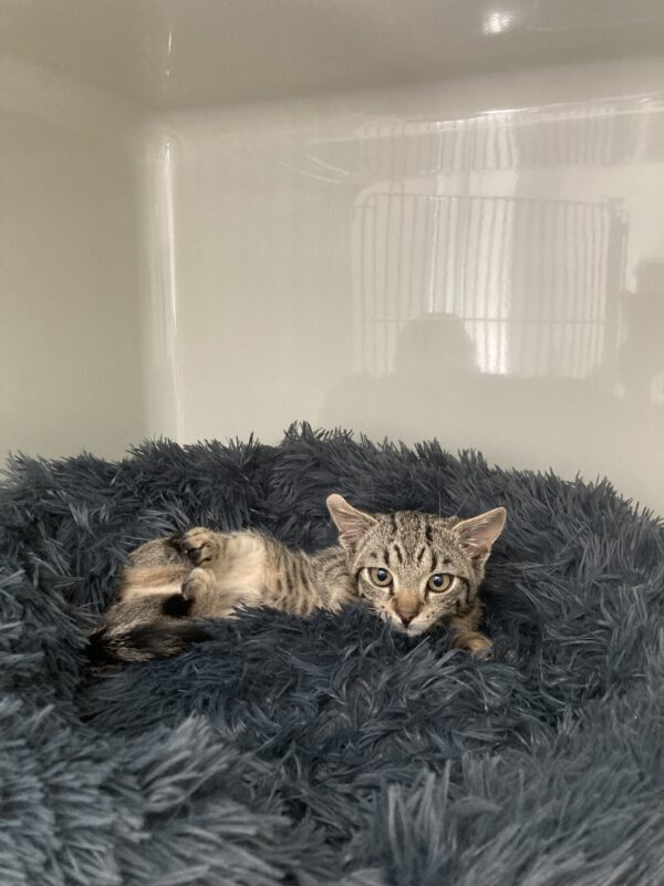 Katzenkinder Bernhardt und Bianca