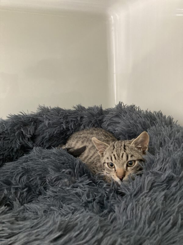 Katzenkinder Bernhardt und Bianca – Bild 4
