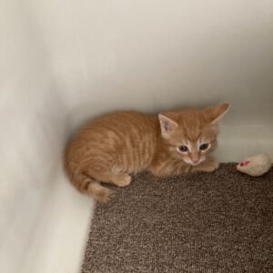 Katzenkind Otto